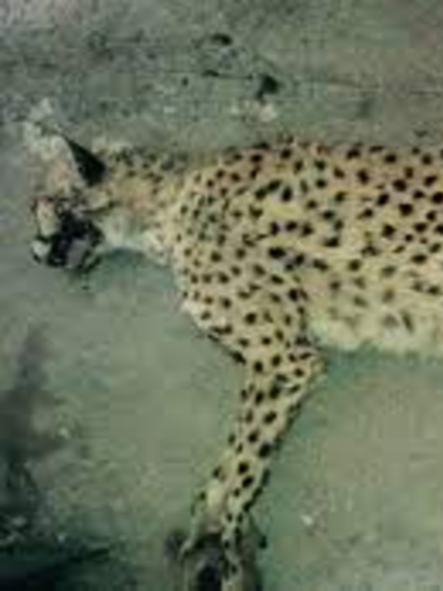 Iran’s Rare Cheetah Cub Dies of Kidney Failure